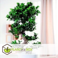 Ficus Ginseng S-Shape - Set Van 2 - Japanse Bonsai - Pot 20cm - Hoogte 55-65cm -Goedkope Planten winkel 1000082089 0103