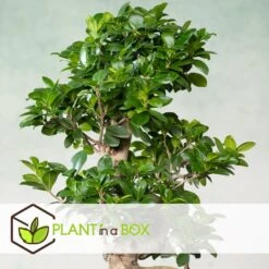 Ficus Ginseng S-Shape - Set Van 2 - Japanse Bonsai - Pot 20cm - Hoogte 55-65cm -Goedkope Planten winkel 1000082089 0104