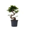 Ficus Ginseng S-Shape - Set Van 2 - Japanse Bonsai - Pot 20cm - Hoogte 55-65cm -Goedkope Planten winkel 1000082089