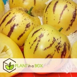 Solanum 'Pepino Gold' - Meloenpeer - Set Van 3 - Pot 9cm - Hoogte 25-40cm -Goedkope Planten winkel 1000082091 0103