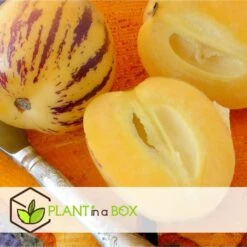 Solanum 'Pepino Gold' - Meloenpeer - Set Van 3 - Pot 9cm - Hoogte 25-40cm -Goedkope Planten winkel 1000082091 0104