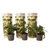 Solanum 'Pepino Gold' - Meloenpeer - Set Van 3 - Pot 9cm - Hoogte 25-40cm -Goedkope Planten winkel 1000082091