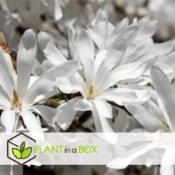 Magnolia Stellata - Set Van 3 - Witte Bloemen - Tuin - Pot 9cm - Hoogte 25-40cm -Goedkope Planten winkel 1000082099 0103