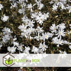 Magnolia Stellata - Set Van 3 - Witte Bloemen - Tuin - Pot 9cm - Hoogte 25-40cm -Goedkope Planten winkel 1000082099 0104
