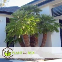 Chamaerops 'Vulcano' - Set Van 2 - Dwergpalm - Pot 19cm - Hoogte 35-45cm -Goedkope Planten winkel 1000082110 0103