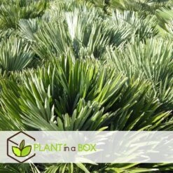 Chamaerops 'Vulcano' - Set Van 2 - Dwergpalm - Pot 19cm - Hoogte 35-45cm -Goedkope Planten winkel 1000082110 0104