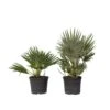 Chamaerops 'Vulcano' - Set Van 2 - Dwergpalm - Pot 19cm - Hoogte 35-45cm -Goedkope Planten winkel 1000082110
