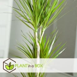 Dracaena Marginata - XL Drakenboom - Top 27cm - Hoogte 150-160cm -Goedkope Planten winkel 1000082112 0103