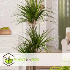 Dracaena Marginata - XL Drakenboom - Top 27cm - Hoogte 150-160cm -Goedkope Planten winkel 1000082112 0104