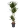 Dracaena Marginata - XL Drakenboom - Top 27cm - Hoogte 150-160cm