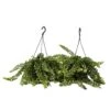 Aeschynantus Twister - Set Van 2 - Pot 15cm - Hoogte 20-30cm 9 Aeschynantus Twister - Set Van 2 - Pot 15cm - Hoogte 20-30cm -Goedkope Planten winkel 1000082113