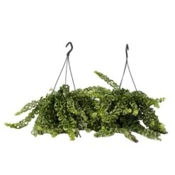 Aeschynantus Twister - Set Van 2 - Pot 15cm - Hoogte 20-30cm