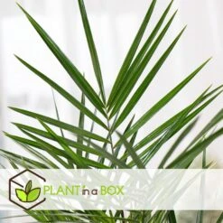 Phoenix Canariensis - Set Van 4 - Dadelpalm - Pot 15cm - Hoogte 50-60cm -Goedkope Planten winkel 1000082115 0103