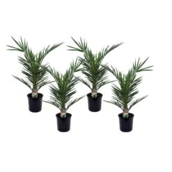 Phoenix Canariensis - Set Van 4 - Dadelpalm - Pot 15cm - Hoogte 50-60cm