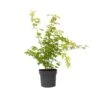 Acer 'Orange Dream' - Japanse Esdoorn - Pot 19cm - Hoogte 60-70cm 8 Acer 'Orange Dream' - Japanse Esdoorn - Pot 19cm - Hoogte 60-70cm -Goedkope Planten winkel 1000082118