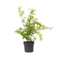 Acer 'Orange Dream' - Japanse Esdoorn - Pot 19cm - Hoogte 60-70cm