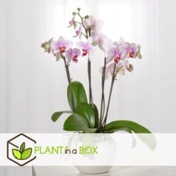 Phalaenopsis - Orchidee Roze - Pot 12cm - Hoogte 50-60cm -Goedkope Planten winkel 1000082138 0103