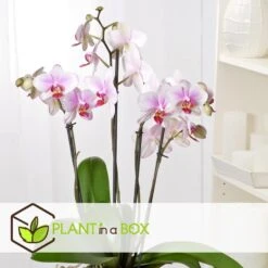 Phalaenopsis - Orchidee Roze - Pot 12cm - Hoogte 50-60cm -Goedkope Planten winkel 1000082138 0104