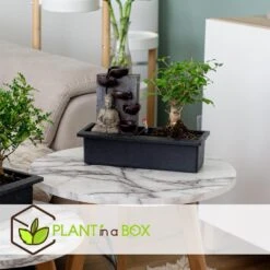 Bonsai Boompje Met Easy-care Watersysteem - Buddha - Hoogte 25-35cm -Goedkope Planten winkel 1000082140 0103