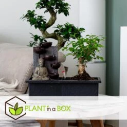 Bonsai Boompje Met Easy-care Watersysteem - Buddha - Hoogte 25-35cm -Goedkope Planten winkel 1000082140 0104