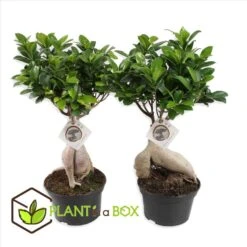 Ficus Ginseng - Japanse Bonsai - Set Van 2 - Pot 12cm - Hoogte 30-40cm -Goedkope Planten winkel 1000082145 0103
