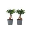 Ficus Ginseng - Japanse Bonsai - Set Van 2 - Pot 12cm - Hoogte 30-40cm -Goedkope Planten winkel 1000082145