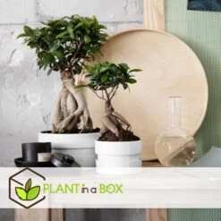 Ficus Ginseng - Japanse Bonsai - Pot 12cm - Hoogte 30-40cm -Goedkope Planten winkel 1000082151 0103