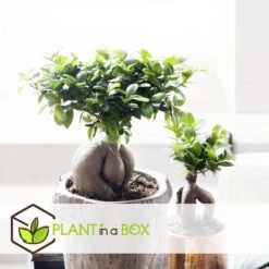 Ficus Ginseng - Japanse Bonsai - Pot 12cm - Hoogte 30-40cm -Goedkope Planten winkel 1000082151 0104