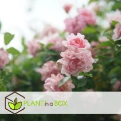 Camellia Japonica "Bonomiana" - Japanse Roos - Pot 15cm - Hoogte 50-60cm -Goedkope Planten winkel 1000082159 0102