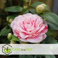 Camellia Japonica "Bonomiana" - Japanse Roos - Pot 15cm - Hoogte 50-60cm -Goedkope Planten winkel 1000082159 0103