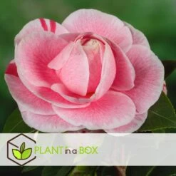 Camellia Japonica "Bonomiana" - Japanse Roos - Pot 15cm - Hoogte 50-60cm -Goedkope Planten winkel 1000082159 0104