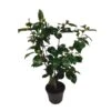 Camellia Japonica "Bonomiana" - Japanse Roos - Pot 15cm - Hoogte 50-60cm 9 Camellia Japonica "Bonomiana" - Japanse Roos - Pot 15cm - Hoogte 50-60cm -Goedkope Planten winkel 1000082159