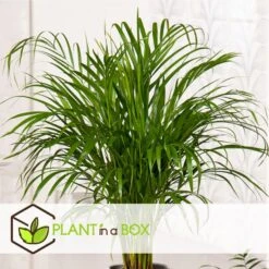 Dypsis Lutescens - XXL Goudpalm - Pot 27cm - Hoogte 140-150cm -Goedkope Planten winkel 1000082168 0103