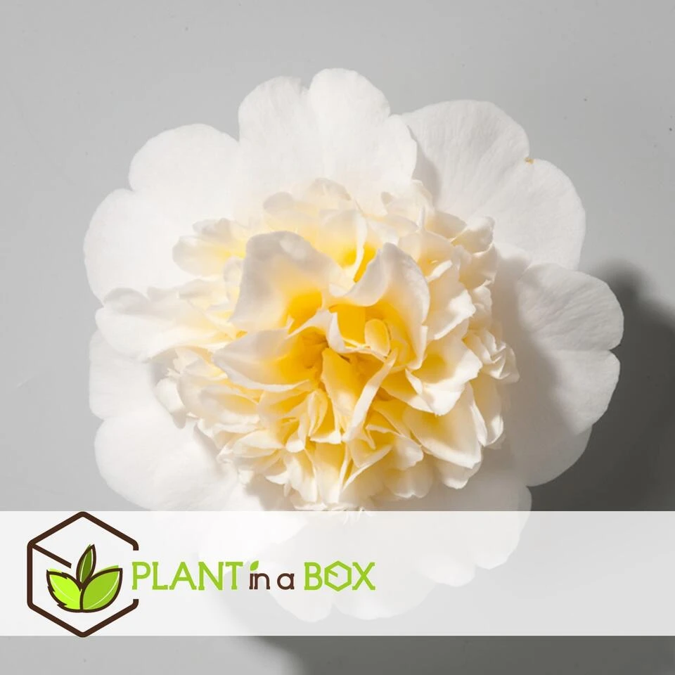 Camellia Japonica "Brushfield's Yellow" - Set De 2 - Pot 15cm - Hoogte 50-60cm 2 Camellia Japonica "Brushfield's Yellow" - Set De 2 - Pot 15cm - Hoogte 50-60cm - Afbeelding 2
