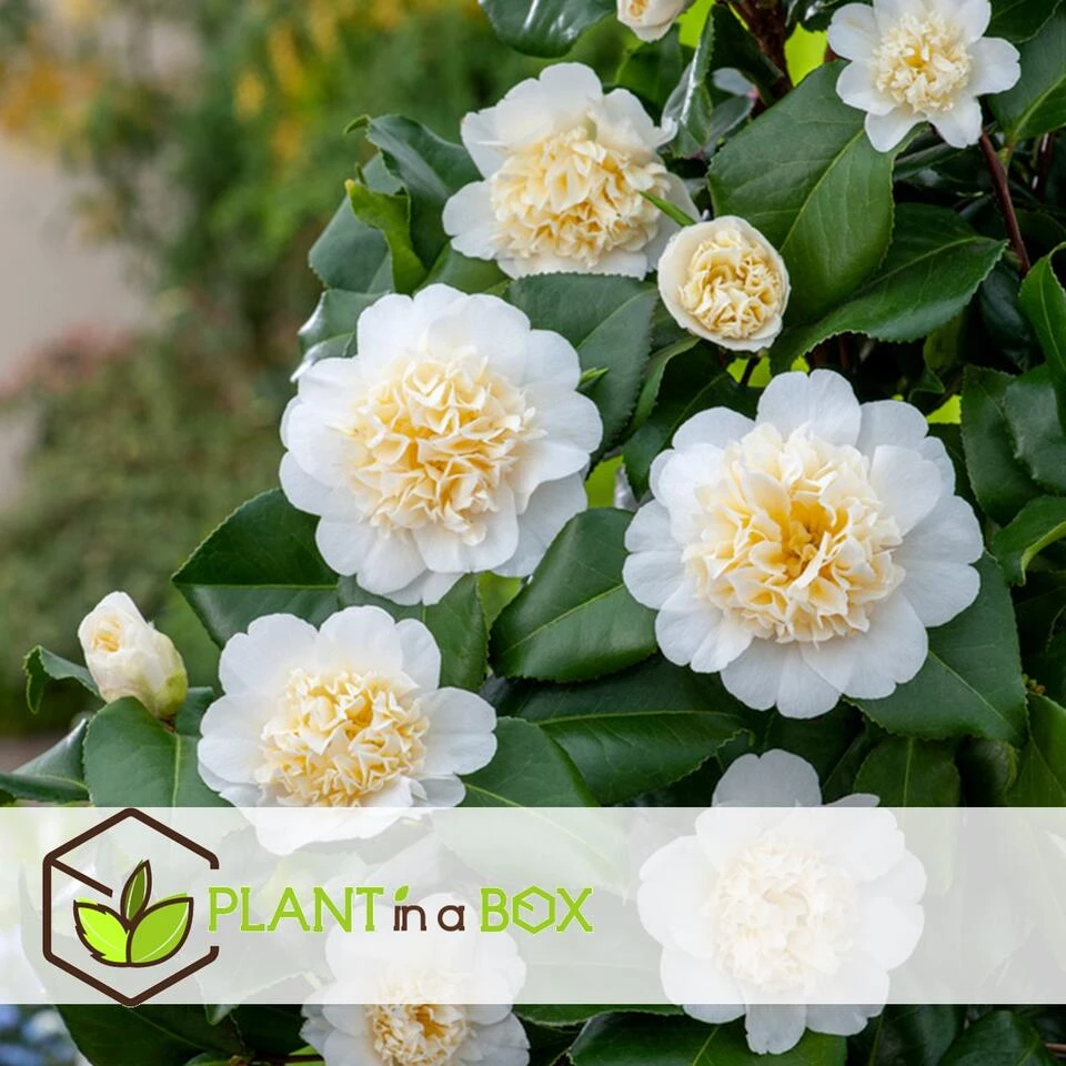 Camellia Japonica "Brushfield's Yellow" - Set De 2 - Pot 15cm - Hoogte 50-60cm 3 Camellia Japonica "Brushfield's Yellow" - Set De 2 - Pot 15cm - Hoogte 50-60cm - Afbeelding 3