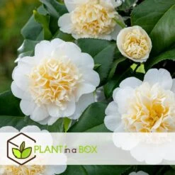 Camellia Japonica "Brushfield's Yellow" - Set De 2 - Pot 15cm - Hoogte 50-60cm 7 Camellia Japonica "Brushfield's Yellow" - Set De 2 - Pot 15cm - Hoogte 50-60cm -Goedkope Planten winkel 1000082181 0104