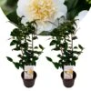 Camellia Japonica "Brushfield's Yellow" - Set De 2 - Pot 15cm - Hoogte 50-60cm -Goedkope Planten winkel 1000082181