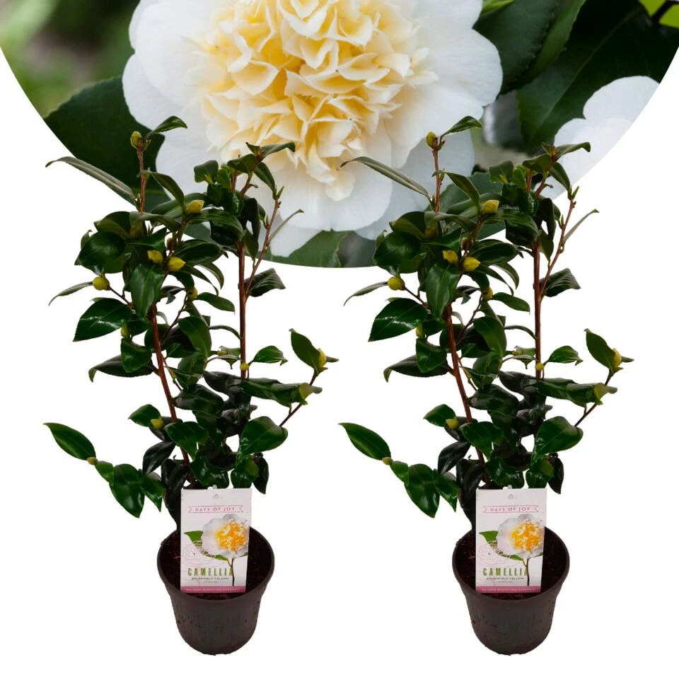 Camellia Japonica "Brushfield's Yellow" - Set De 2 - Pot 15cm - Hoogte 50-60cm 1 Camellia Japonica "Brushfield's Yellow" - Set De 2 - Pot 15cm - Hoogte 50-60cm