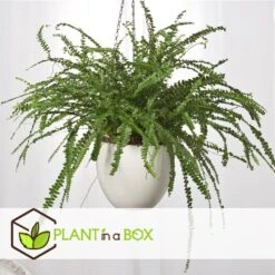 Goedkope Planten winkel -Goedkope Planten winkel 1000082183 0102