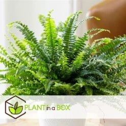 Nephrolepis Duffi - Krulvaren - Set Van 2 - Pot 12cm - Hoogte 25-40cm -Goedkope Planten winkel 1000082183 0103