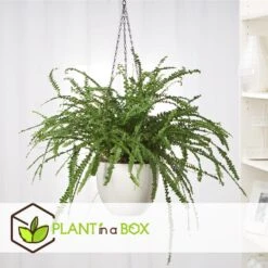 Nephrolepis Duffi - Krulvaren - Set Van 2 - Pot 12cm - Hoogte 25-40cm -Goedkope Planten winkel 1000082183 0105