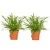 Nephrolepis Duffi - Krulvaren - Set Van 2 - Pot 12cm - Hoogte 25-40cm 9 Nephrolepis Duffi - Krulvaren - Set Van 2 - Pot 12cm - Hoogte 25-40cm -Goedkope Planten winkel 1000082183