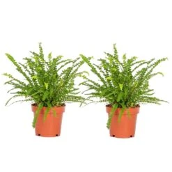 Nephrolepis Duffi - Krulvaren - Set Van 2 - Pot 12cm - Hoogte 25-40cm