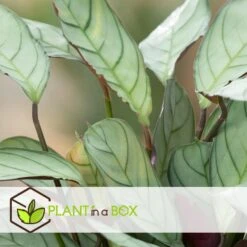 Ctenanthe Amagris - Set Van 2 - Pot 124cm - Hoogte 25-35cm -Goedkope Planten winkel 1000082184 0103