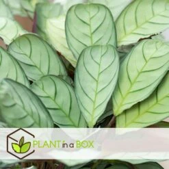 Ctenanthe Amagris - Set Van 2 - Pot 124cm - Hoogte 25-35cm -Goedkope Planten winkel 1000082184 0104