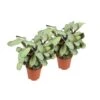 Ctenanthe Amagris - Set Van 2 - Pot 124cm - Hoogte 25-35cm -Goedkope Planten winkel 1000082184