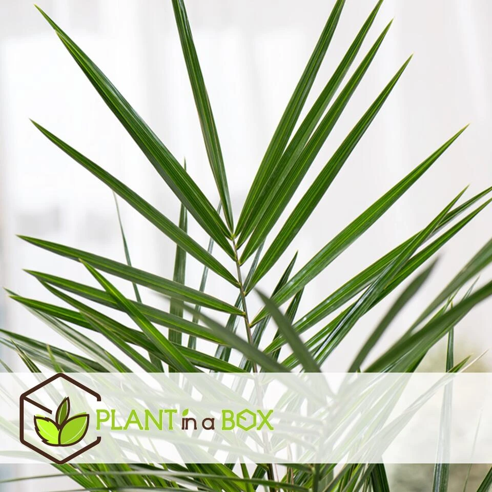 Phoenix Canariensis - Set Van 2 - Dadelpalm - Pot 19cm - Hoogte 80-100cm 3 Phoenix Canariensis - Set Van 2 - Dadelpalm - Pot 19cm - Hoogte 80-100cm - Afbeelding 3