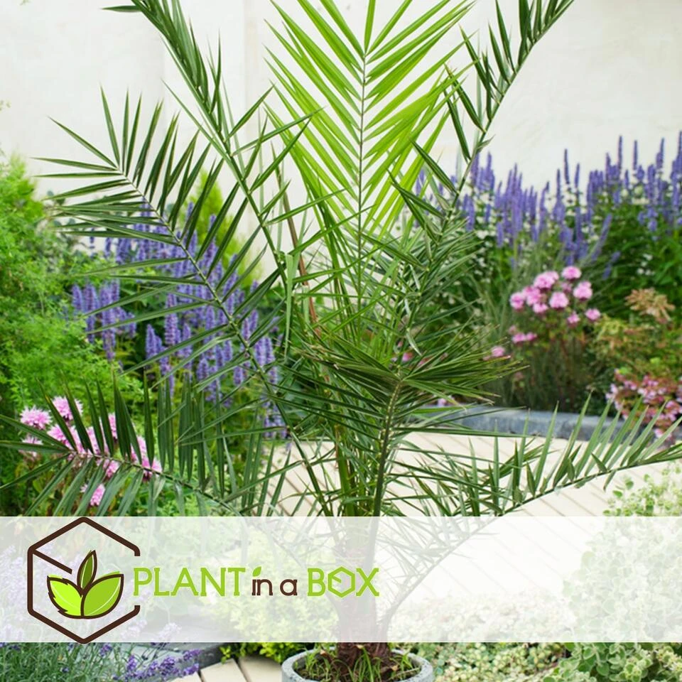 Phoenix Canariensis - Set Van 2 - Dadelpalm - Pot 19cm - Hoogte 80-100cm 4 Phoenix Canariensis - Set Van 2 - Dadelpalm - Pot 19cm - Hoogte 80-100cm - Afbeelding 4