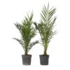 Phoenix Canariensis - Set Van 2 - Dadelpalm - Pot 19cm - Hoogte 80-100cm -Goedkope Planten winkel 1000082190