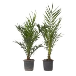 Phoenix Canariensis - Set Van 2 - Dadelpalm - Pot 19cm - Hoogte 80-100cm